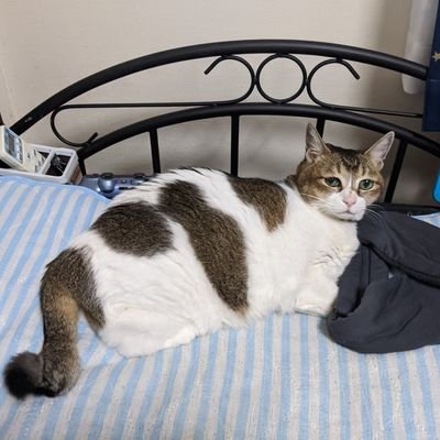 きらりりゅうせいぐん