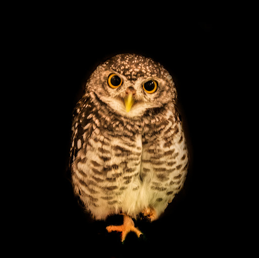 パレー堂ボードゲーム