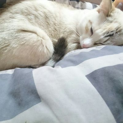 バニラ