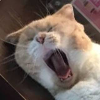 うっかり@ゲムマ秋【オ08】おつかれさまでした