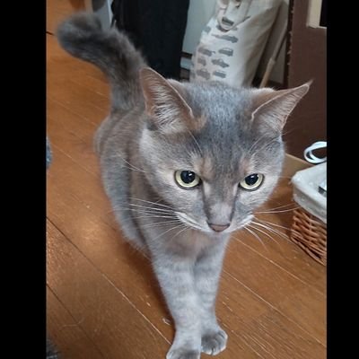 こお_透明トランプ（仮）