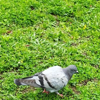 走れ！サバンナサービス