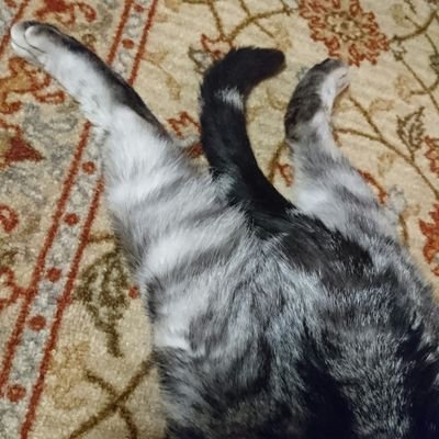 rau@黒猫の審神者