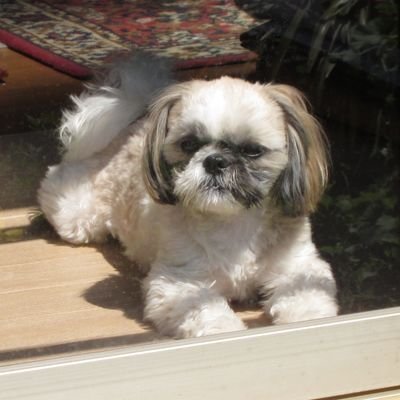 もりそば@ちいかわと共に