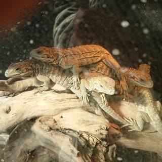 ユウ