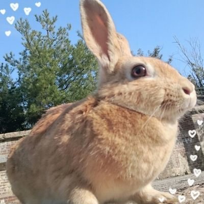 黒崎聖夜@たんぽぽ🐰