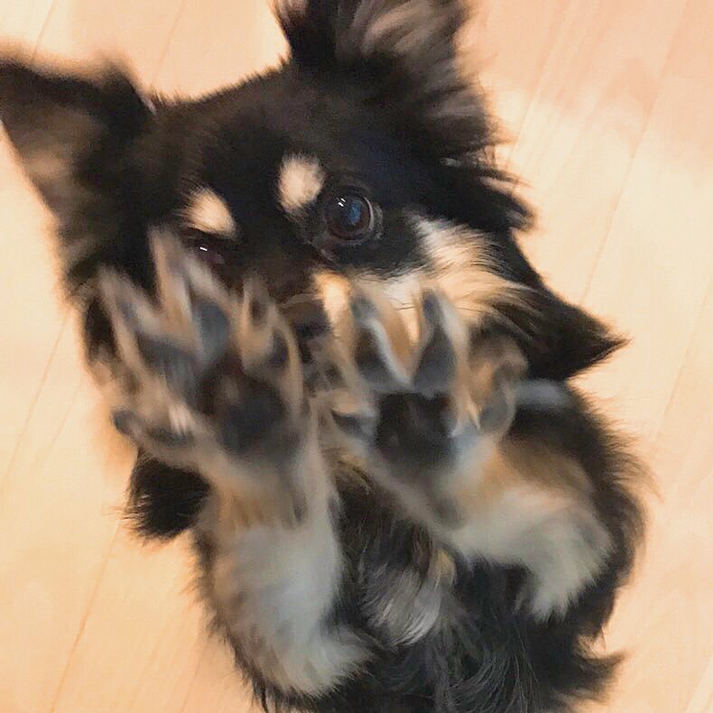 ノダ