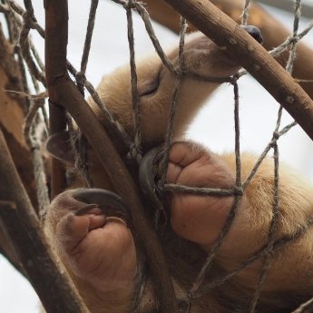 紅茶丼🌗おもちすうぷ難民
