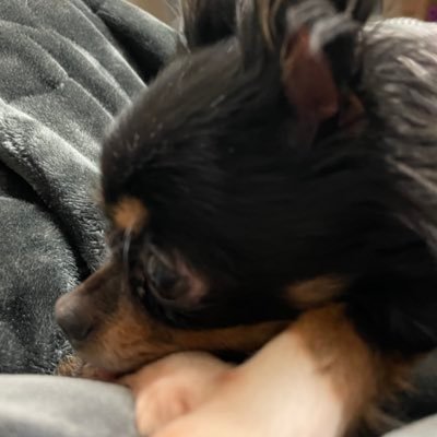 しゃち（和雪）