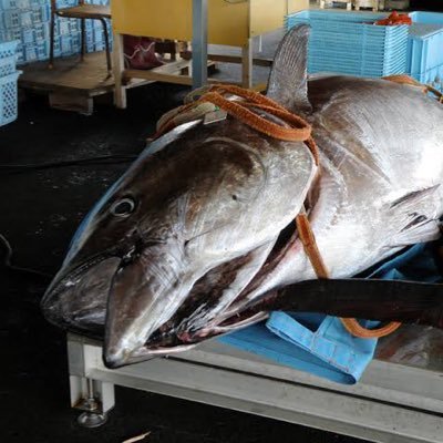 ワイヤーカゴ深部