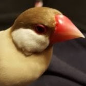 野々村ミケ