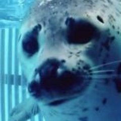ざらし