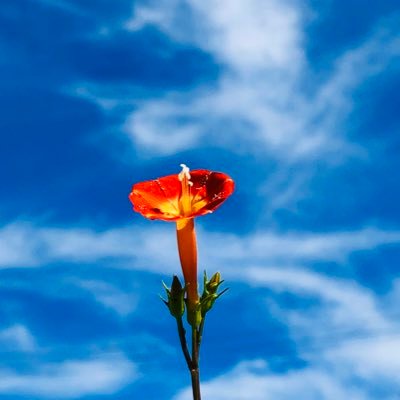 いくらす　せぜく