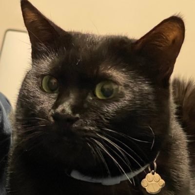 転生ふそーれれれぺろ