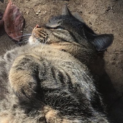 のぶ