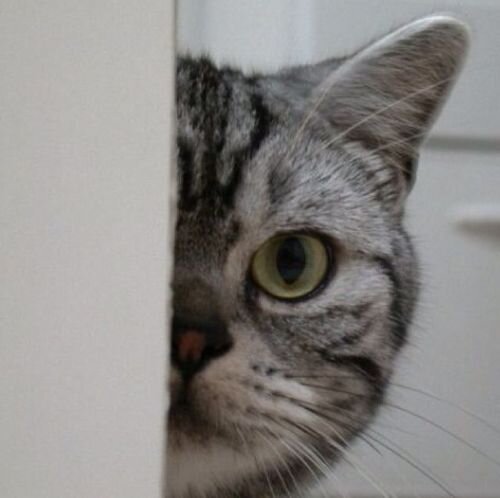 翡翠猫