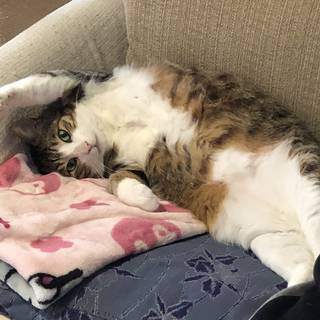うにを