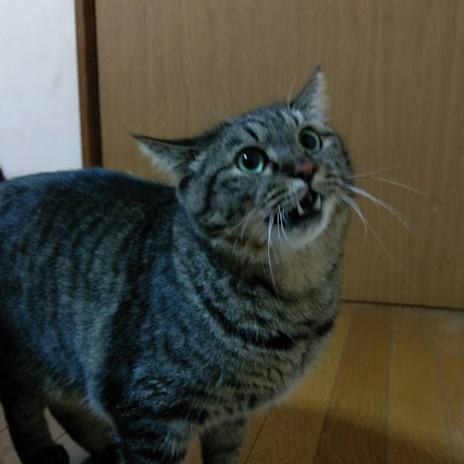 tora w-