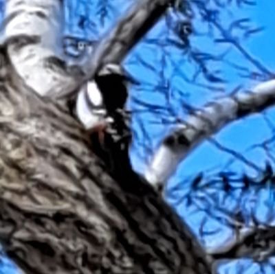 ノラ/カプチーノ