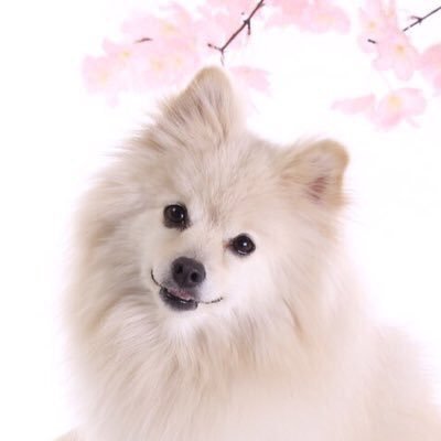 ポルゼンヌ小林