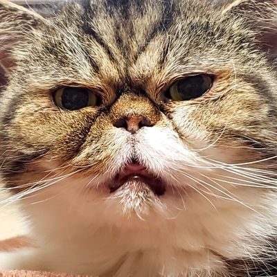 オタッガイ改5-C