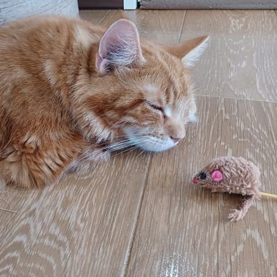 ヤマダ（ボドゲ愛好家）