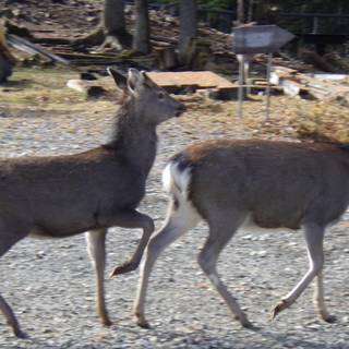 さとちー