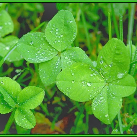 Luck美运之