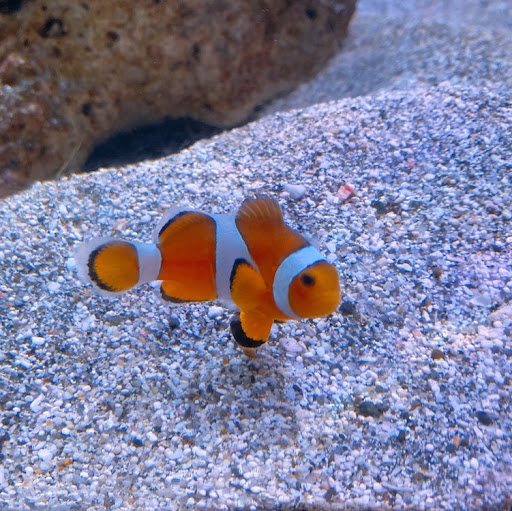 浅倉大輔