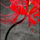 Airu@ 6/23 アンリミお疲れさまでした