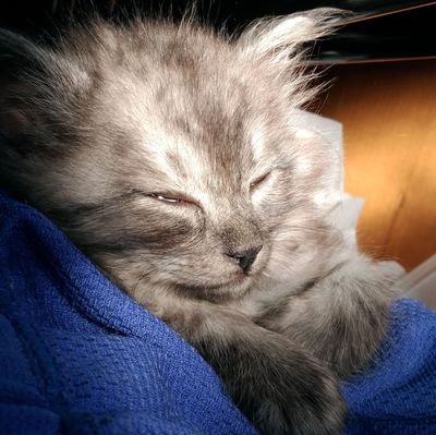 けんてぃ@タロ大