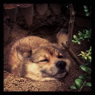 すめし