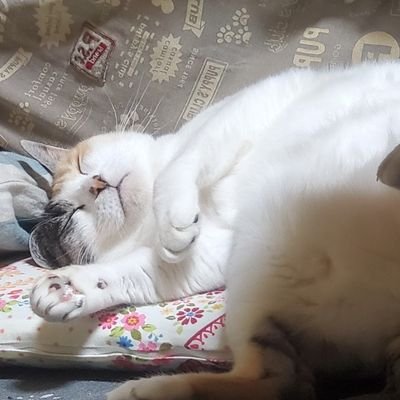 福島ボードゲームギーク