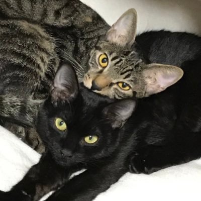 ひすみ/🐮👤🐸/🐧