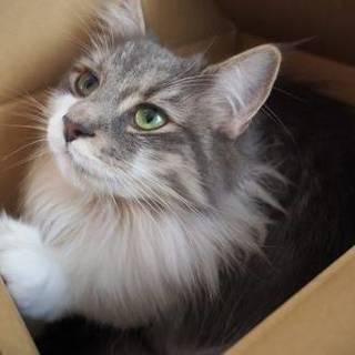 トムキャット(なないろ)