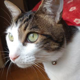 しましまごりら