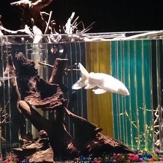 やればできる子