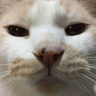 トムキャット(家)