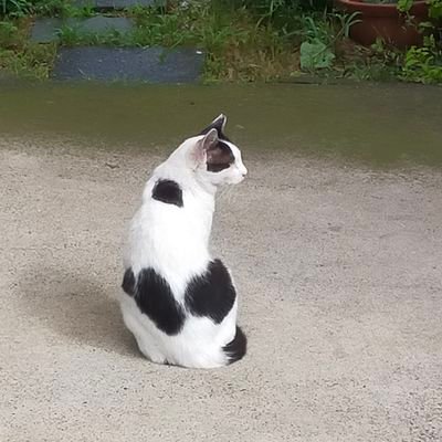 犬科の詠美(よみ)