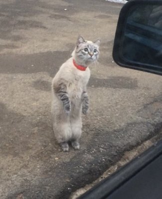 コロラドなのだぞ！