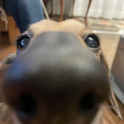 くわっかわらび