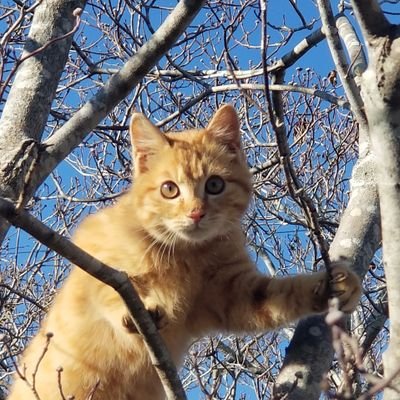 Otocolobus@曳尾塗中