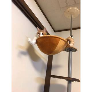 羽虎