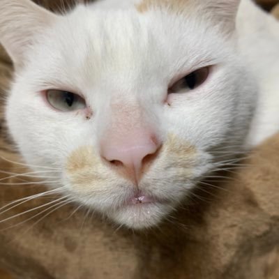 四十路猫