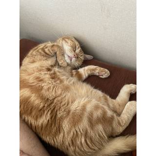 そらまめ猫
