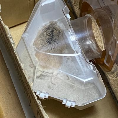 こみかる