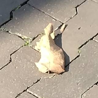 サーシャ