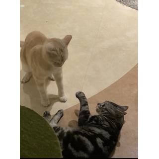 葵