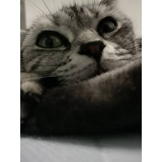 ねぎたま