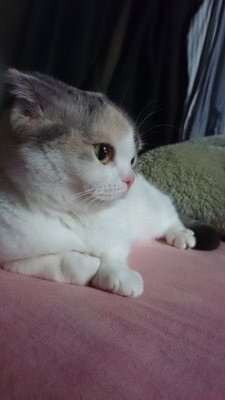 しえすた